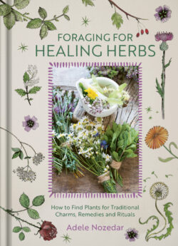 Foraging for Healing Herbs